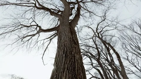 Low Angle View of Bare Tree Canopy Against Winter Sky Stock Footage 323769634