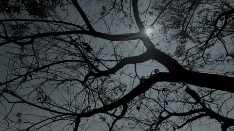 Low angle view of bare tree branches against bright sky for nature background Stock Footage 347152796