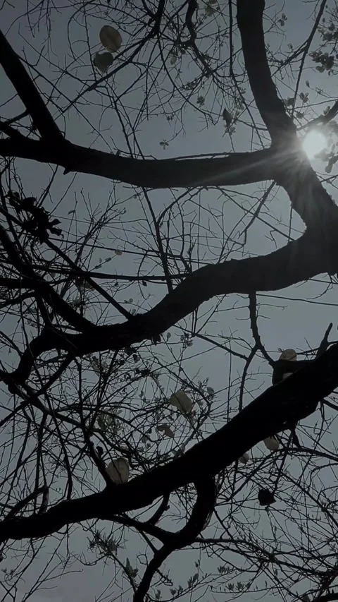 Low angle view of bare tree branches against bright sky for nature background Stock-Footage 347154623