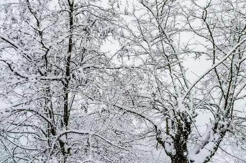 Low Angle View of a Bare Tree on a Frosty Winter Day at a Greek Mountain Stock Photos