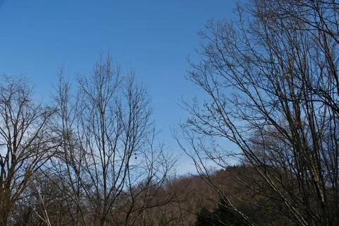 Low Angle View of Bare Tree Branches Against a Clear Blue Sky in Early Spring Stock Photos