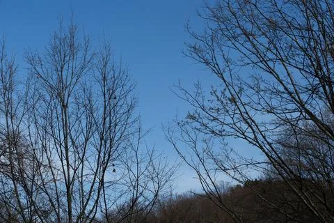 Low Angle View of Bare Tree Branches Against a Clear Blue Sky in Early Spring Stock Photos