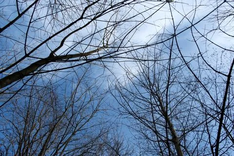 Low Angle View of Bare Tree Branches Against a Clear Blue Sky in Early Spring Stock Photos