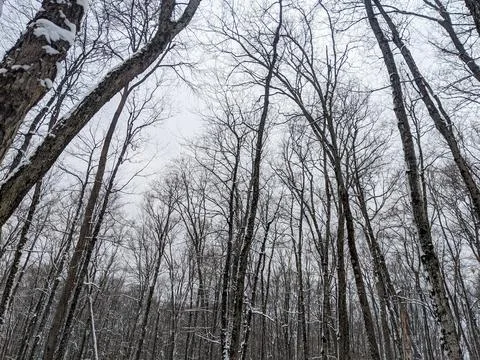 Low Angle View of Bare Tree Canopy in Snowy Winter Forest Stock Photos