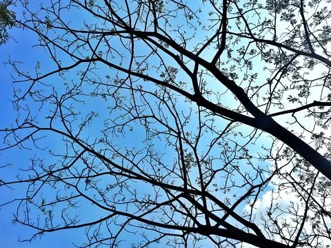 Low Angle View of Bare Tree Branches Against a Clear Blue Sky Stock Photos