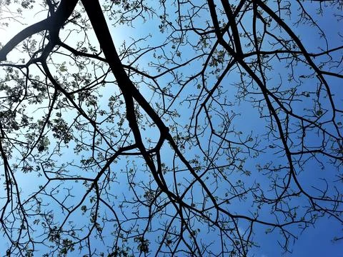 Low Angle View of Bare Tree Branches Against a Clear Blue Sky Stock Photos