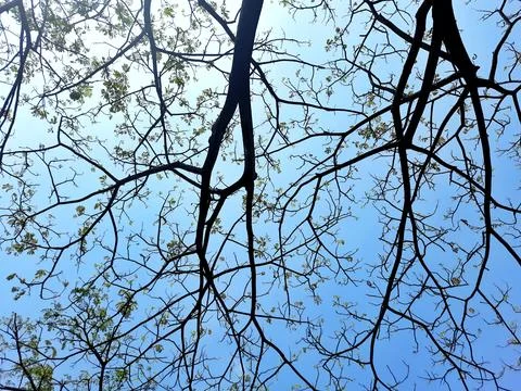 Low Angle View of Bare Tree Branches Against a Clear Blue Sky Stock Photos