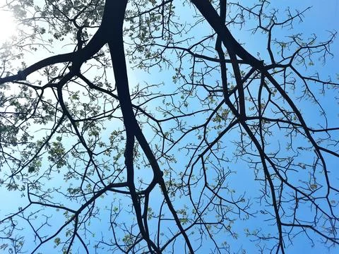 Low Angle View of Bare Tree Branches Against a Clear Blue Sky Stock Photos