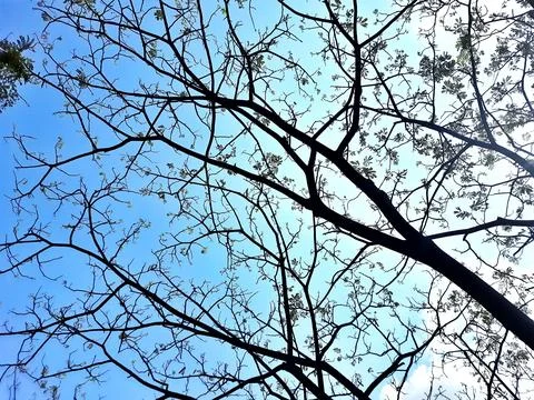 Low Angle View of Bare Tree Branches Against a Clear Blue Sky Stock Photos