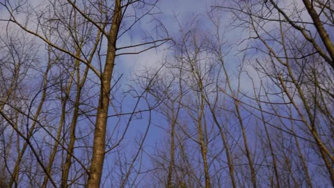 Low Angle View of Bare Winter Tree Branches Against a Clear Blue Sky Video stock 341958665