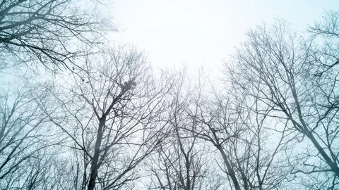 Low Angle View of Bare Winter Tree Branches Against Foggy Overcast Sky Stock Photos