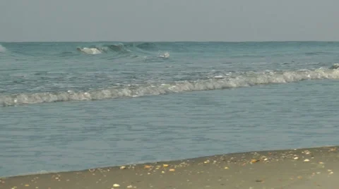 Low angle view of beach waves with blackbird Stock Footage 36956895