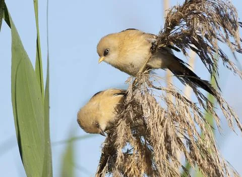 Low angle view of Bearded Tits on reeds against a bright sky Stock Photos