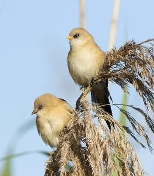Low angle view of Bearded Tits on reeds against a bright sky Stock Photos