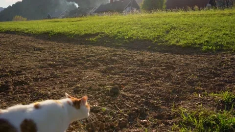 Low angle view of beautiful big red and white cat walks in green grass Stock Footage 166399361