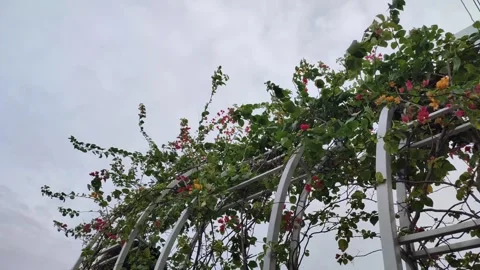 Low angle view of Beautiful bougainvillea flower with blue sky background Stock-Footage 325059076
