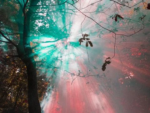 Low-angle view of a beautiful forest during sunset Stock Photos