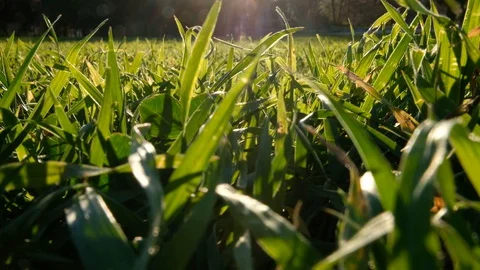 Low angle view of beautiful fresh sunny summer green grass Stock Footage 130155904