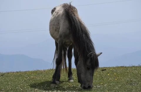 Low angle view of a beautiful grey horse grazing grass in the mountain with sky Stock Photos