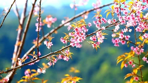 Low Angle View Of beautiful Pink Cherry Blossoms Against blue Sky Japanese .. Stock Footage 272451645
