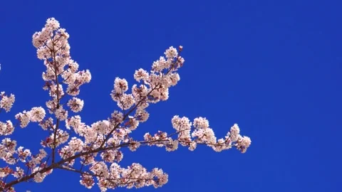 Low Angle View Of beautiful Pink Cherry Blossoms Against blue Sky Japanese .. Stock Footage 272452640