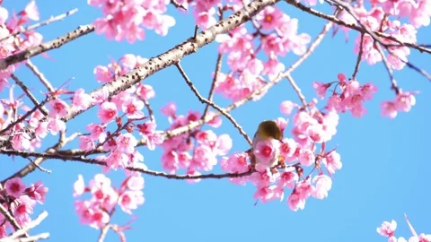 Low Angle View Of beautiful Pink Cherry Blossoms Against blue Sky Japanese .. Stock Footage 272452910