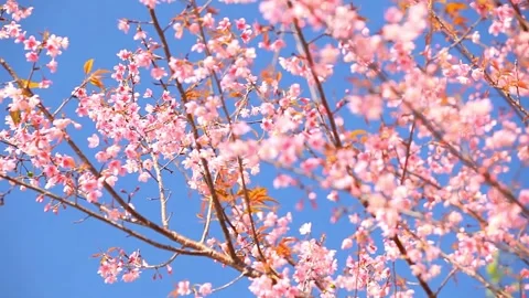 Low Angle View Of beautiful Pink Cherry Blossoms Against blue Sky Japanese .. Stock Footage 272453564