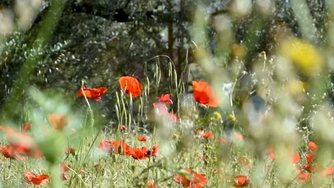 Low angle view of a beautiful red poppy field in the countryside. Video stock 194524371