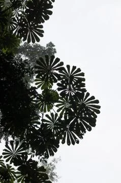 Low angle view of beautiful round leaves of tropical tree with bright sky in Foto stock