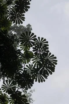 Low angle view of beautiful round leaves of tropical tree with bright sky in Foto stock