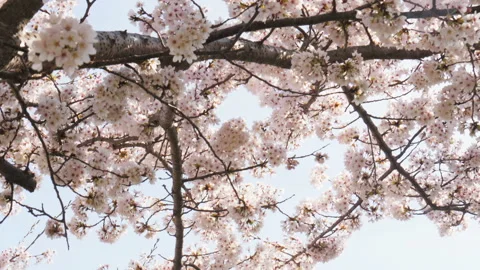Low angle view of beautiful sakura  tree in spring Stock Footage 148364761