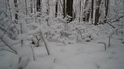 Low angle view of beautiful snow covered plants in forest edge Stock Footage 60857535