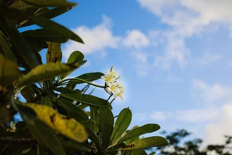 Low-angle view of beautiful white plumeria frangipani flowers blooming. Stock-Fotos