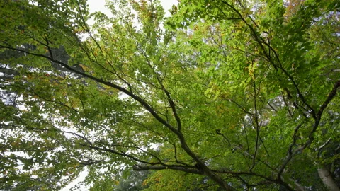 Low angle view of beech, tree full of leaves in the autumn Stock Footage 158971272