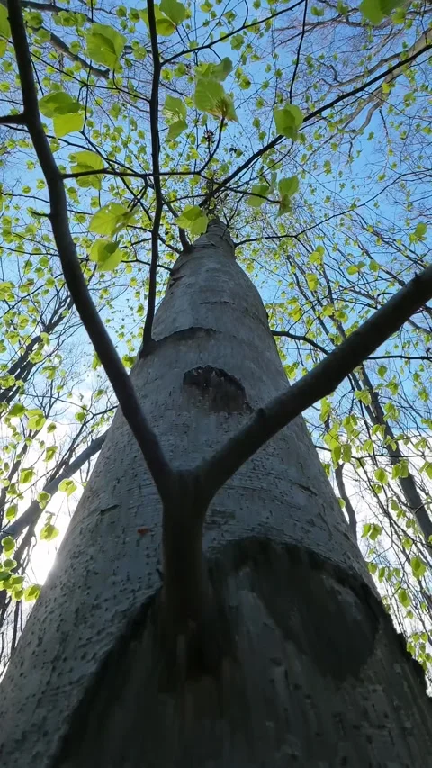 Low Angle View Of Beech Tree Trunk With Green Leaves Against Blue Sky Stock Footage 340211368