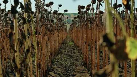 Low Angle View Between Rows of Dried Sunflowers  3 Stock Footage 345401438