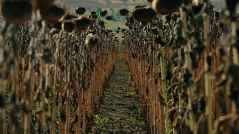 Low Angle View Between Rows of Dried Sunflowers  4 Stock Footage 345401574
