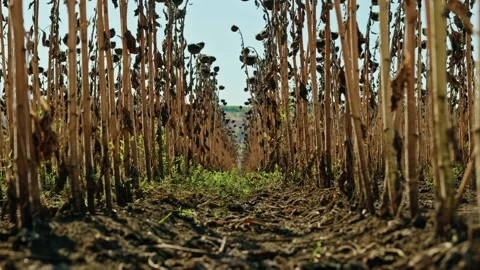 Low Angle View Between Rows of Dried Sunflowers 1 Stock Footage 345401765