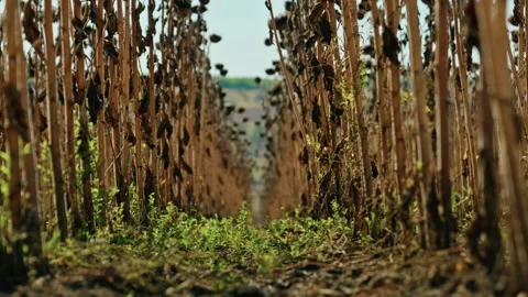 Low Angle View Between Rows of Dried Sunflowers 2 Stock Footage 345401861