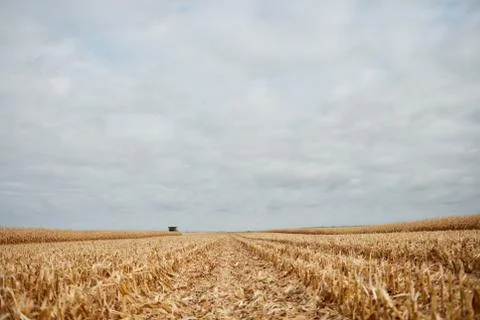 Low angle view between rows of cut corn stubble Stock Photos