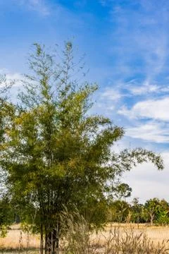 Low angle view of the big Bamboo tree in the sunny day Stock Photos