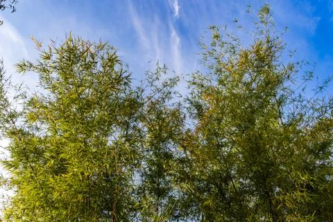 Low angle view of the big Bamboo tree in the sunny day Stock Photos