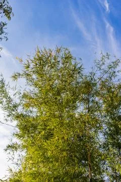 Low angle view of the big Bamboo tree in the sunny day Stock Photos