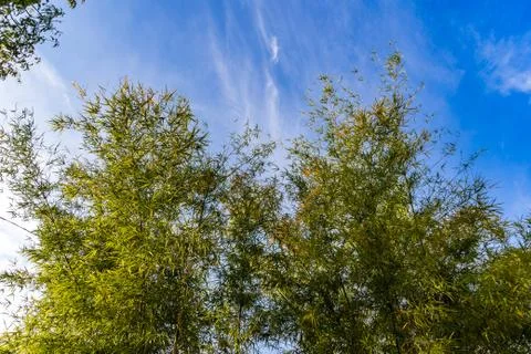Low angle view of the big Bamboo tree in the sunny day Foto stock