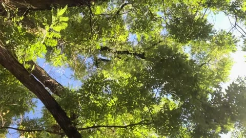 Low angle view of big green tree sun shining through branches under blue sky Stock Footage 250322913