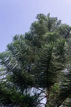 Low angle view of big green pine tree under the clear blue sky Stock Photos