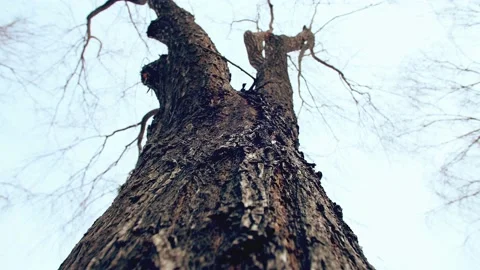 Low Angle View Of Big Old Pine Tree Trunk And Branches Видео 234283708