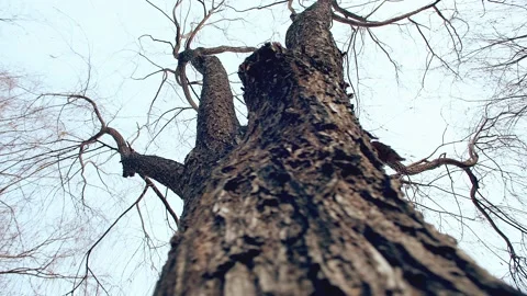 Low Angle View Of Big Old Pine Tree Trunk And Branches ,step Stock Footage 234283810