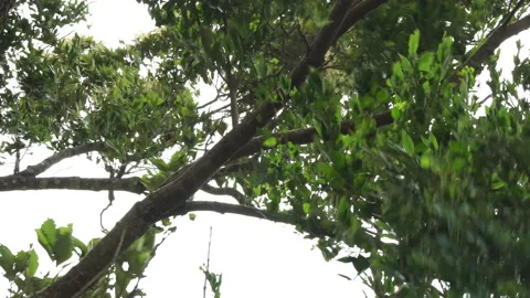 Low angle view of big tree branches shaking violently in a strong windstorm. 库存影片 337386907