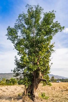 Low angle view of the big tree in the rice field in the sunny day Foto stock
